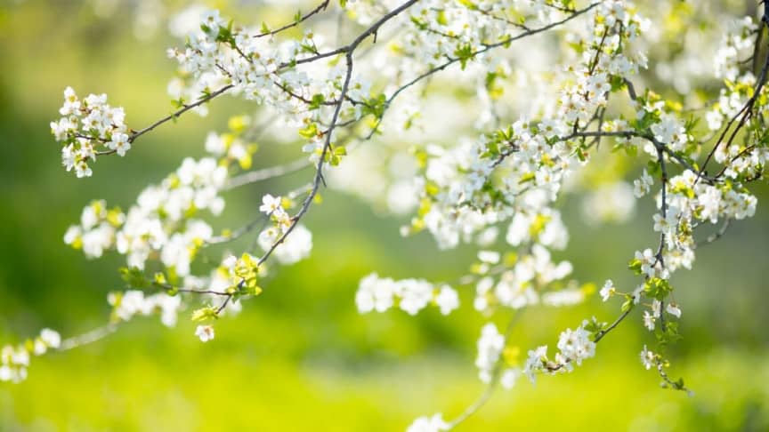 Spring Is In The Air In Grande Prairie